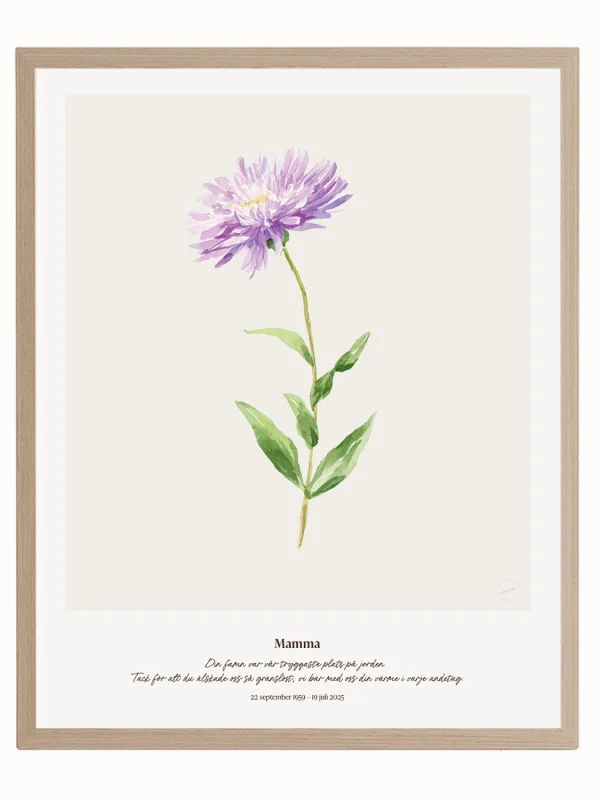 Minnesblomma september – minnestavla med aster